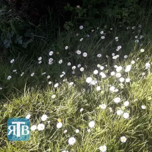 Paquerettes ou Marguerites?