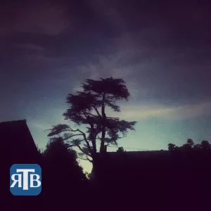 Le cyprès de Kervézennec