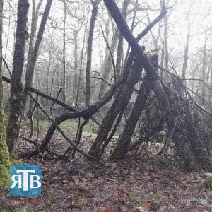 Une cabane en forêt
