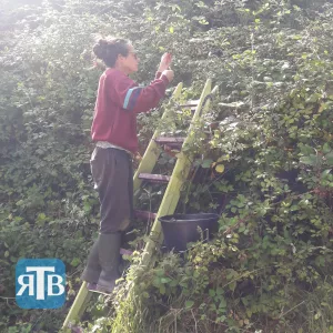 Cueillette de mûres